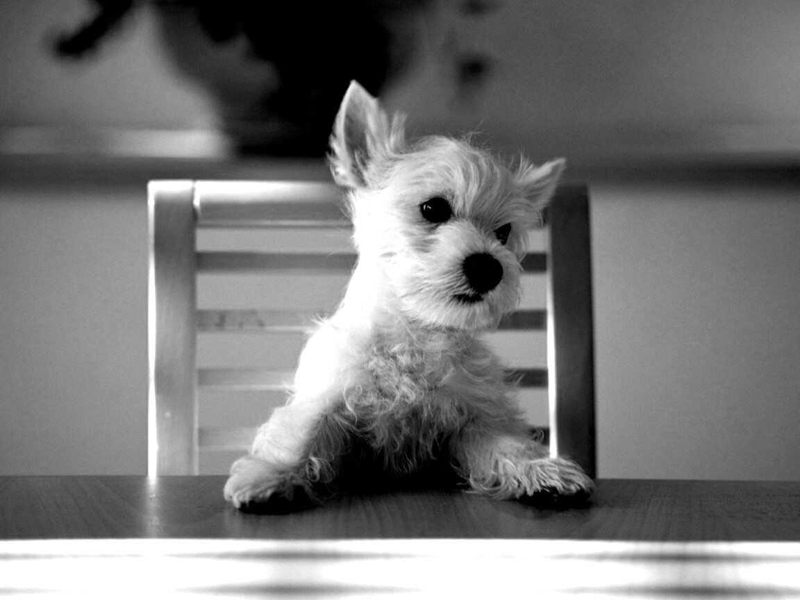Щенок на стуле обои