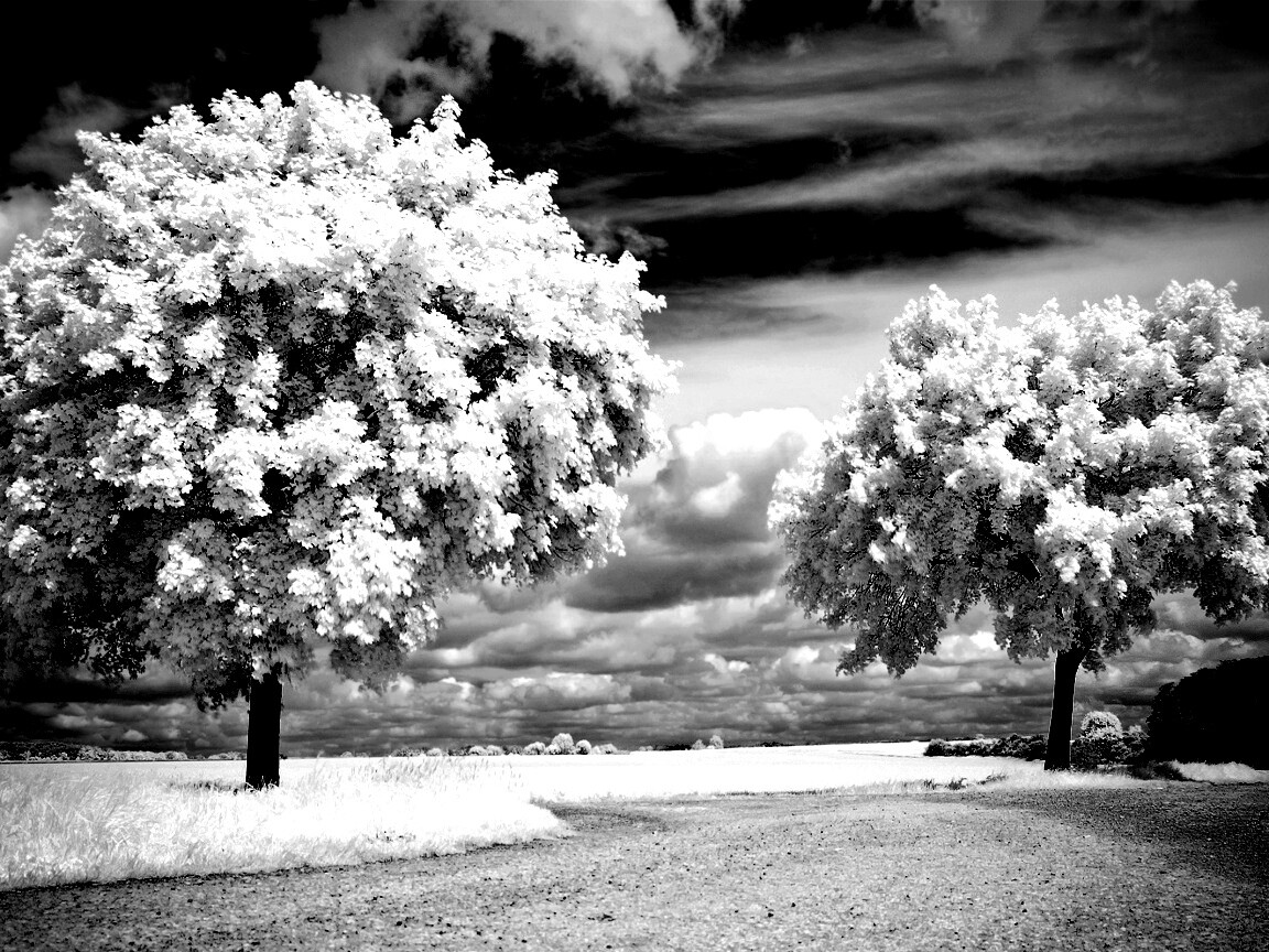 Деревья в цвету обои