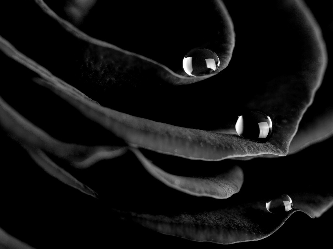 Капли росы на лепестках розы обои