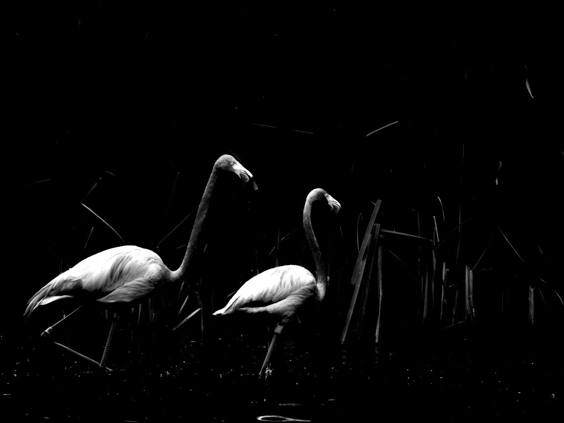 Красивые розовые фламинго на озере обои