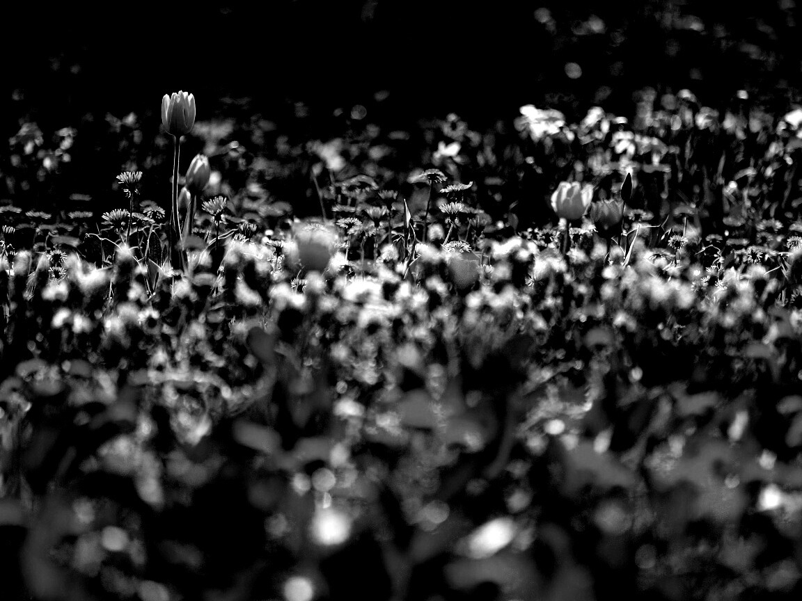 Все краски весны обои