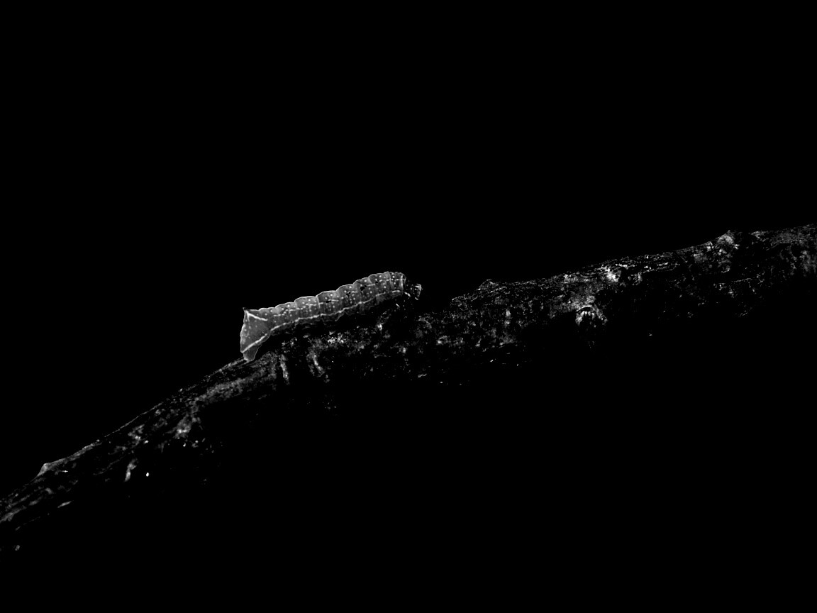 Гусеница на ветке обои