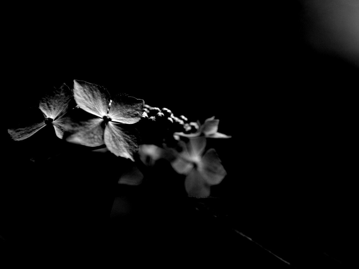 Нежно-синие цветы обои