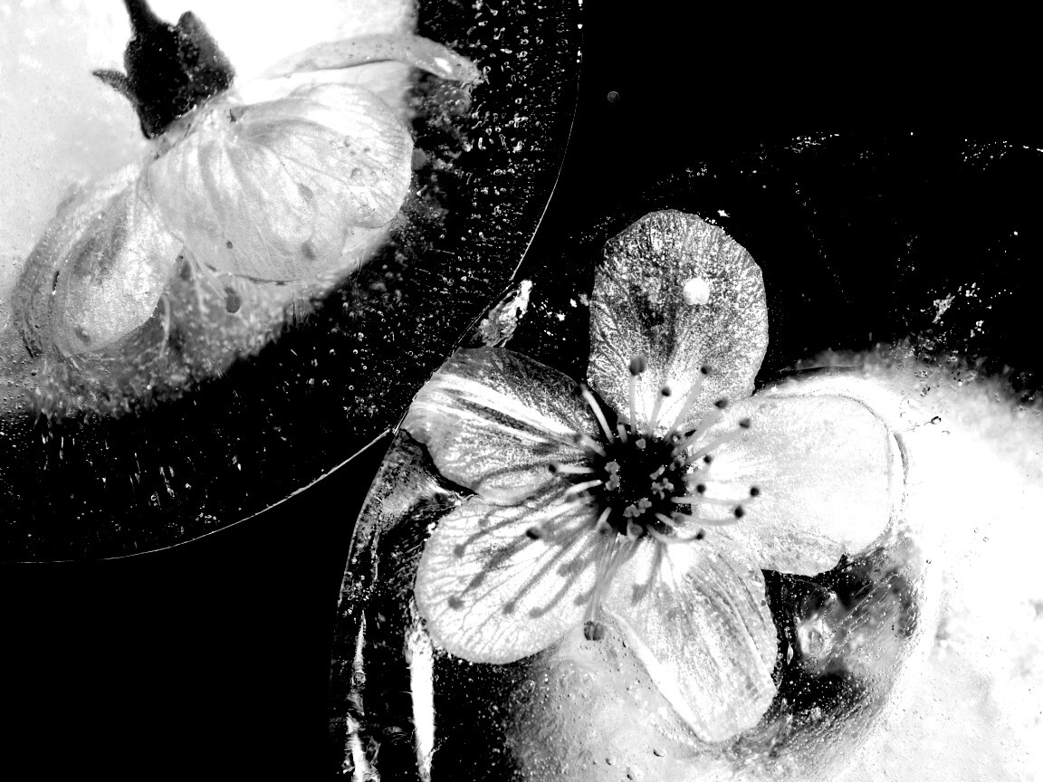 Цветы вишни во льду обои