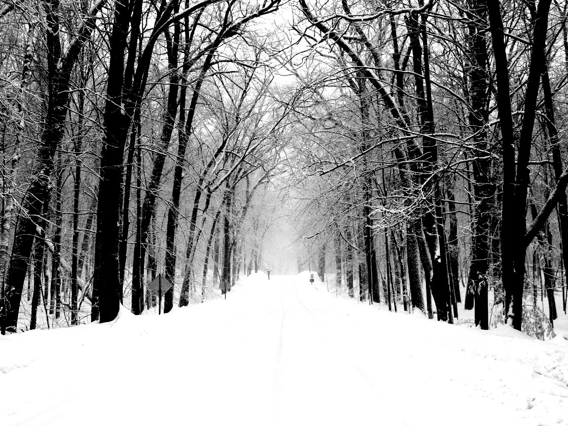 Дорога зимой в парке обои