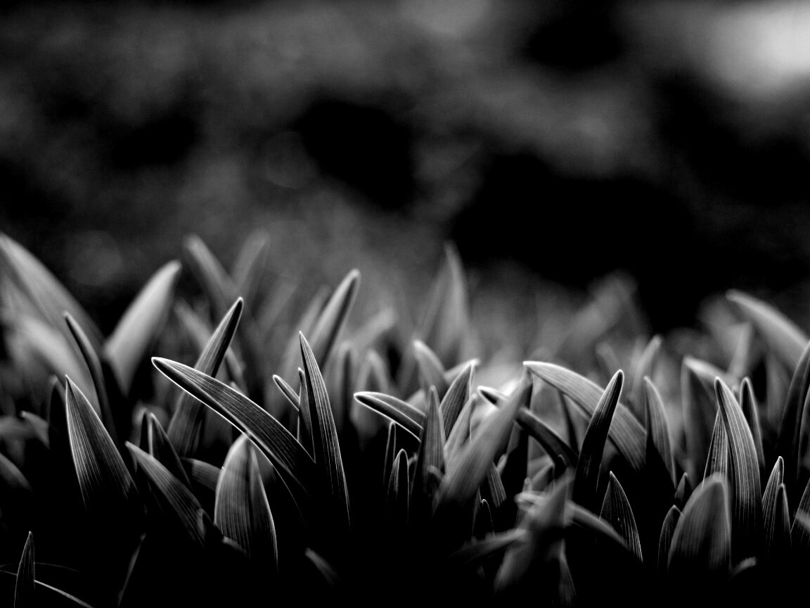 Сочная нежная трава обои