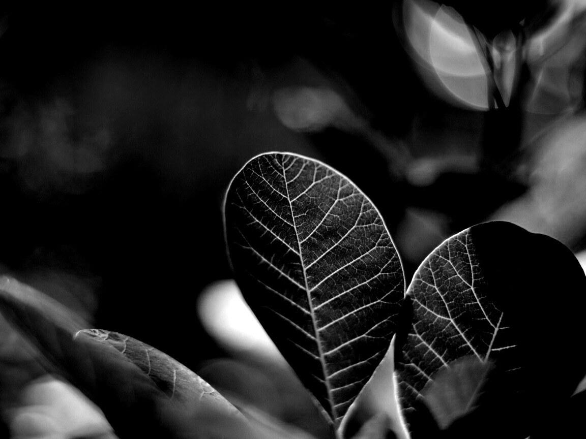 Красные листья обои