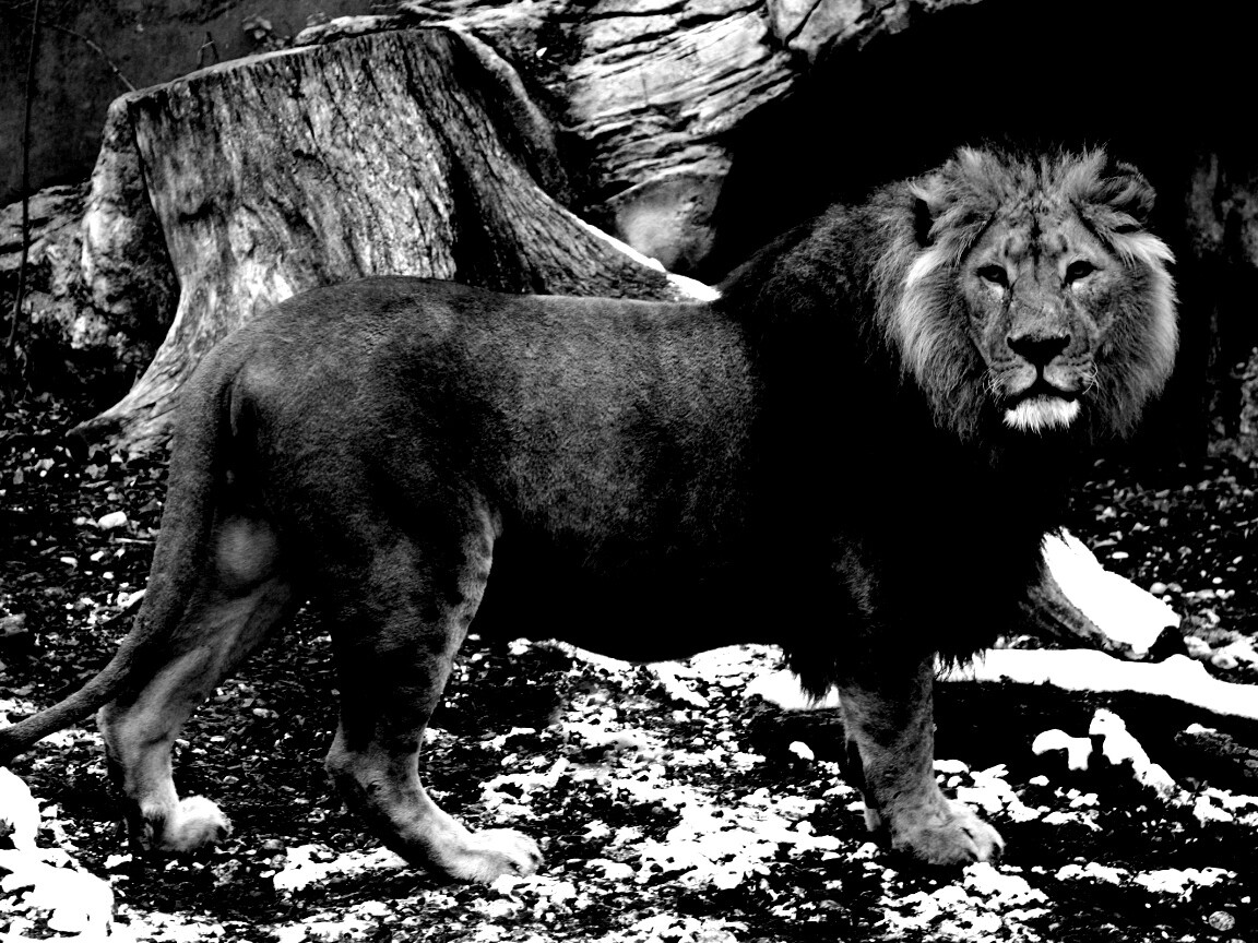 Красивый лев в лесу обои