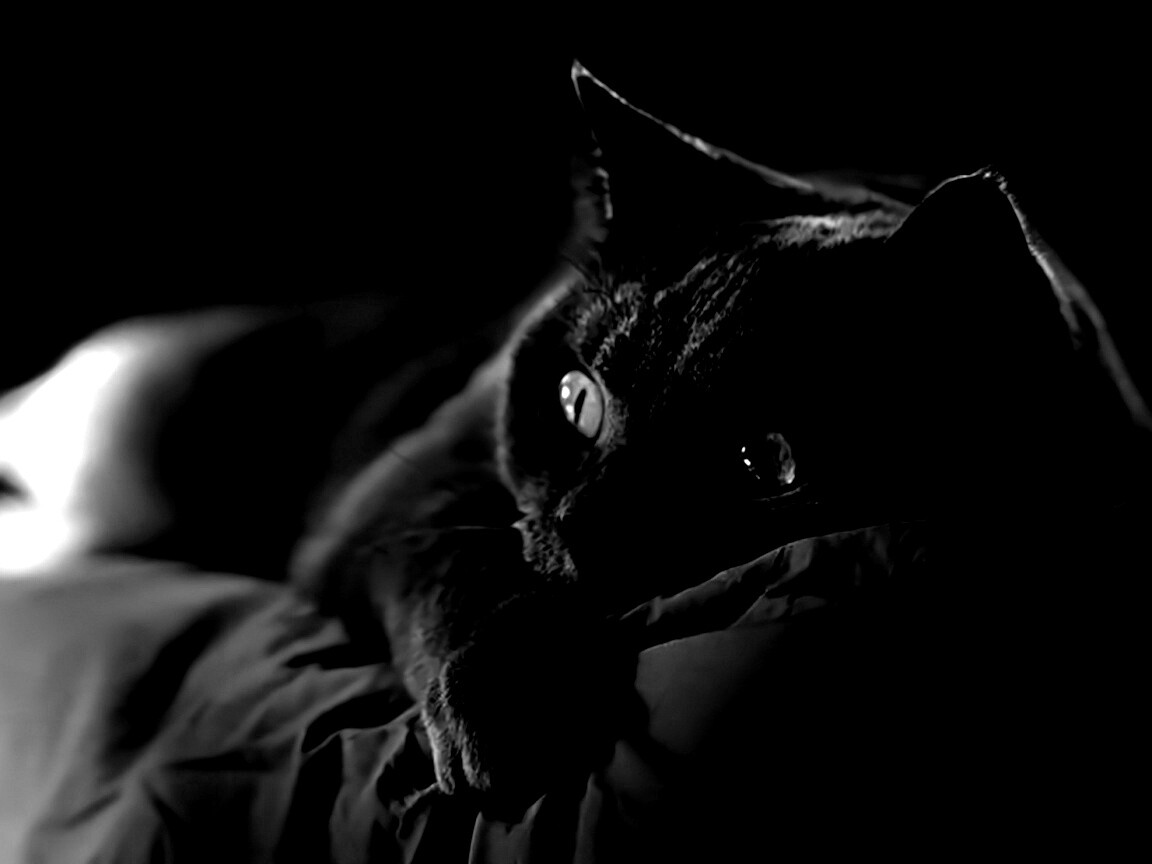 Персидский кот на кровати обои