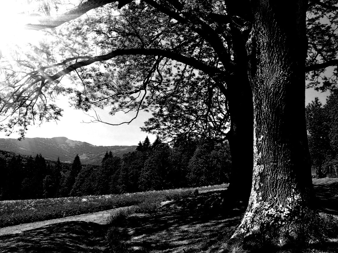 Лето в деревне обои