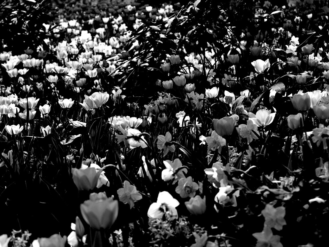 Поляна со множеством цветов обои