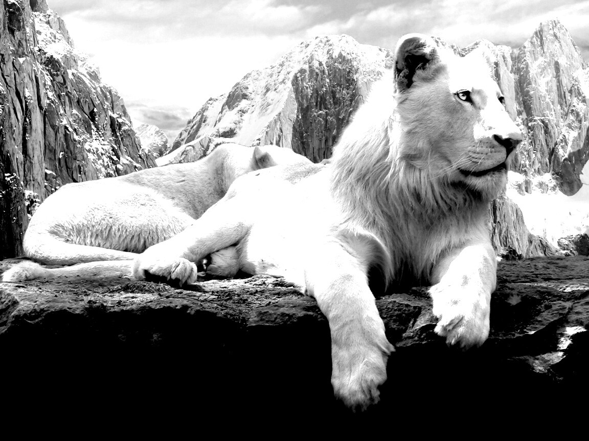 Белый лев обои