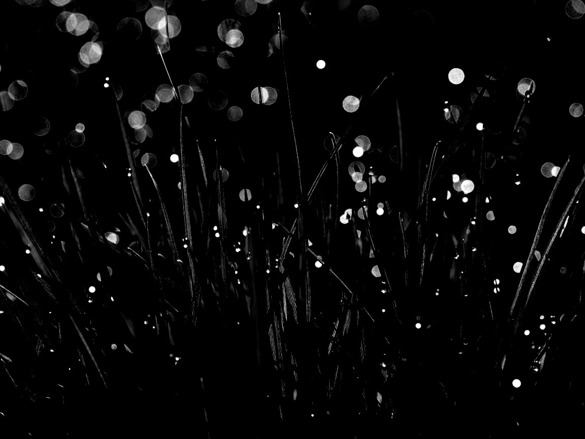 Трава ночью обои