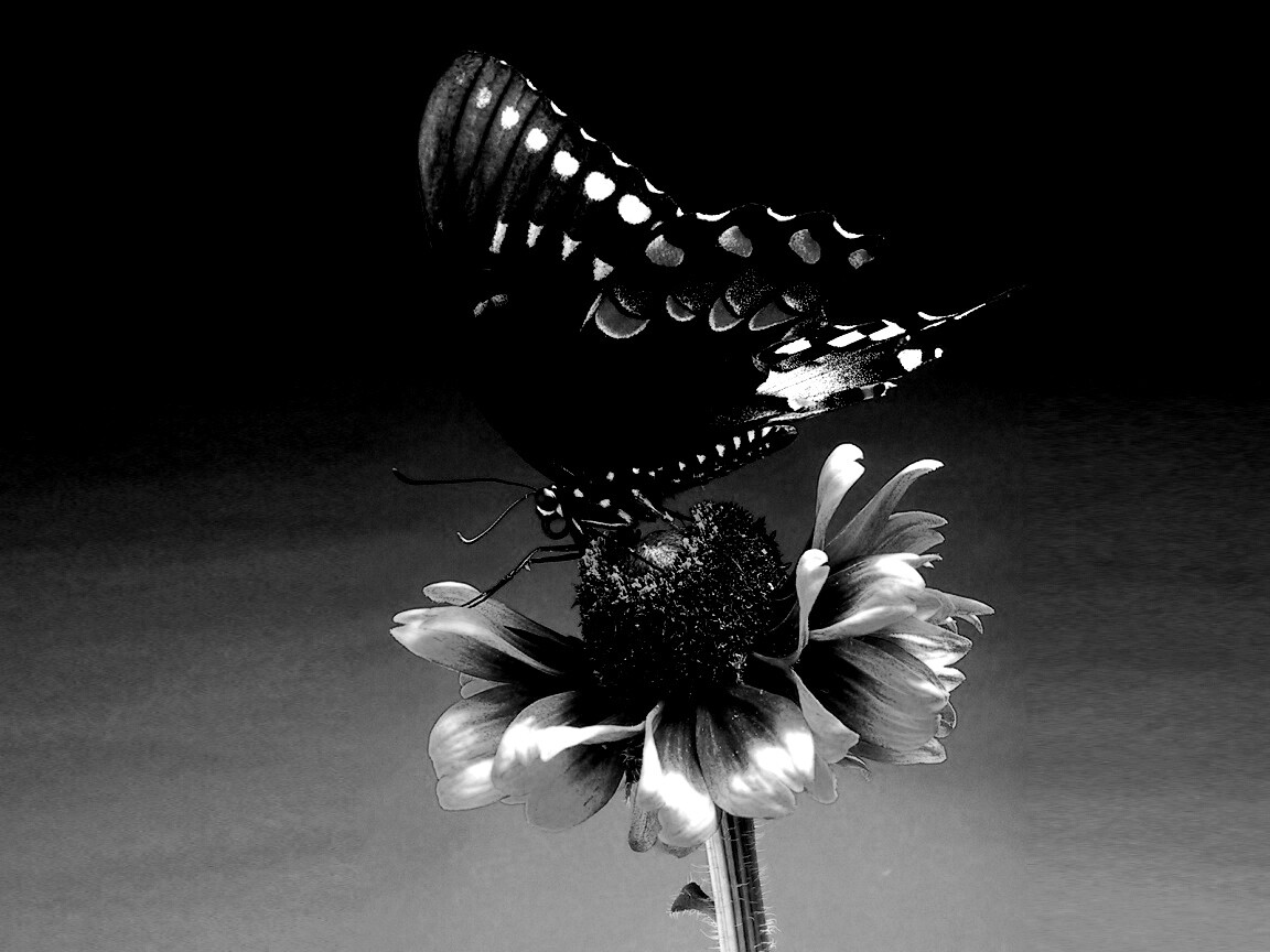 Бабочка на цветке обои