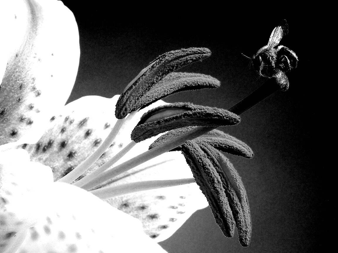 Трудолюбивая пчела на прекрасном цветке обои