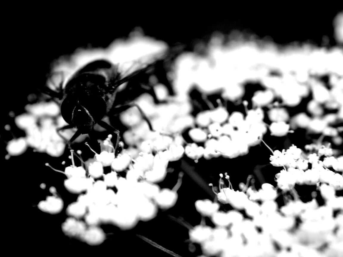 Пчела на нежный белых цветах обои