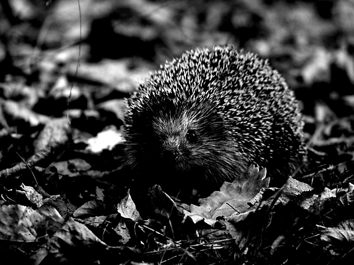 Ежик в осенней листве обои