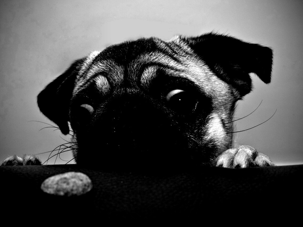 Собака нашла печеньку обои