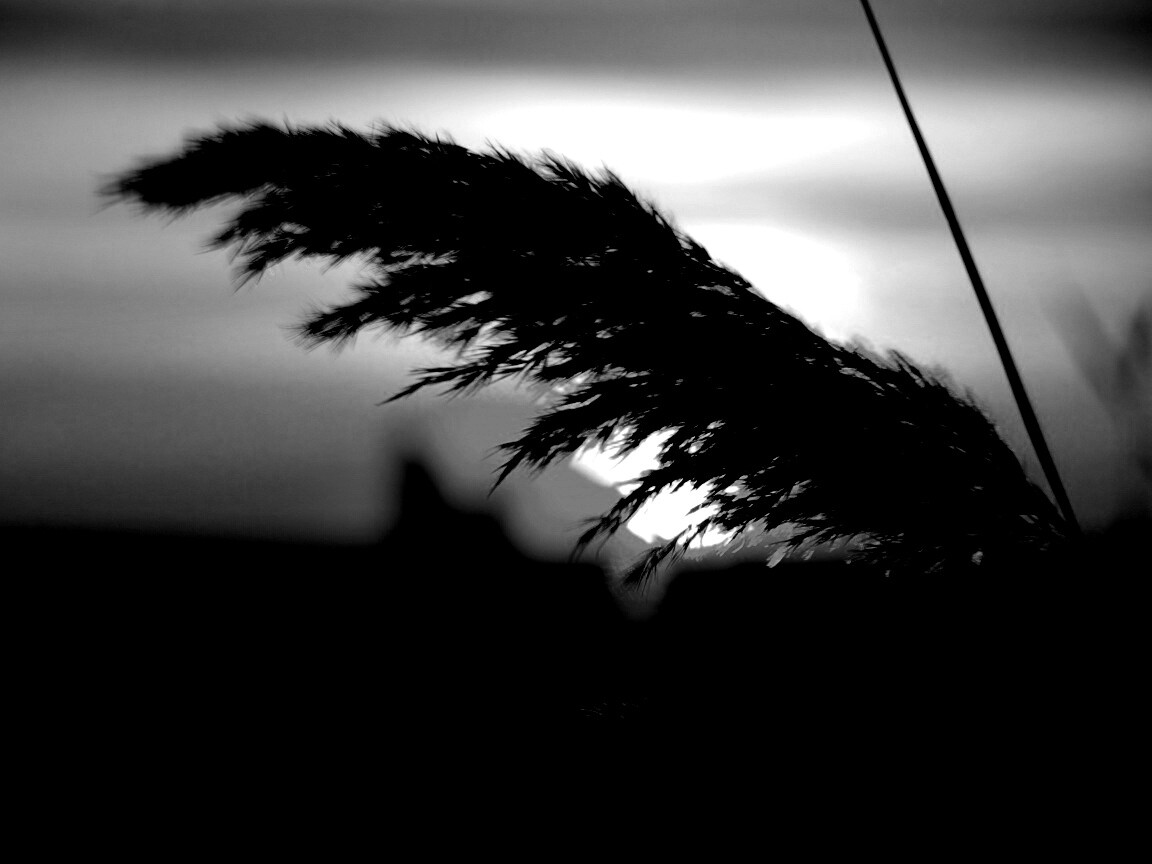 Камыш на закате обои