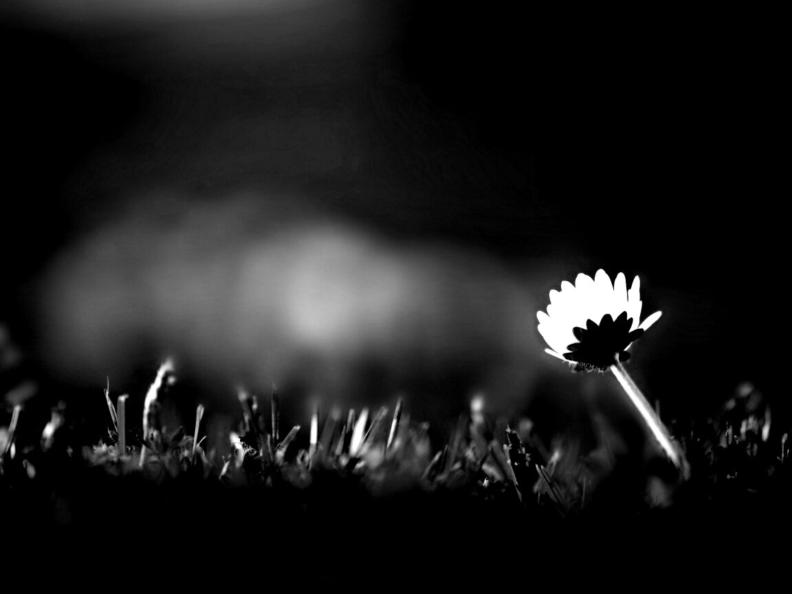 Цветок на траве обои