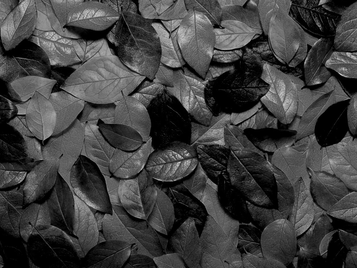 Цветной ковёр из листьев обои