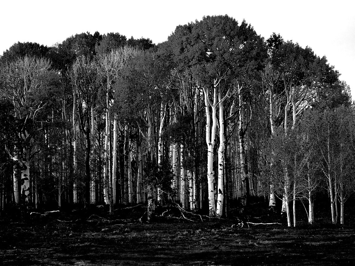 Пожелтевшая березовая роща обои