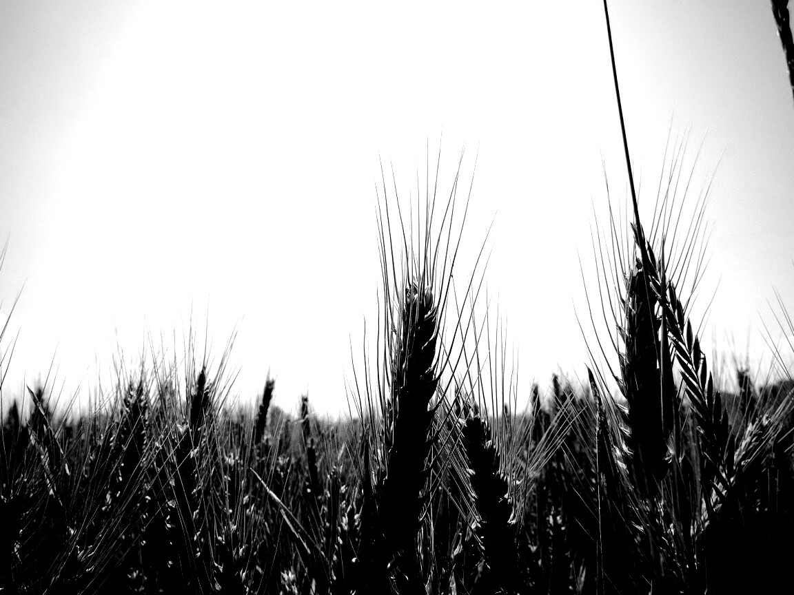 Колосья в поле обои