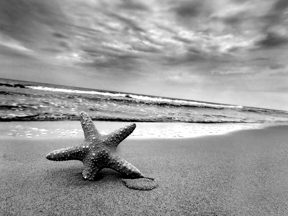 Морская звезда в песке обои