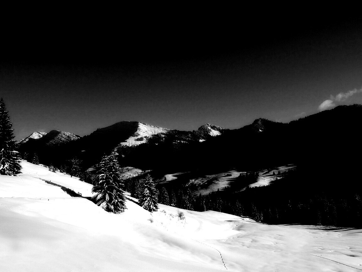 Лес в горах обои