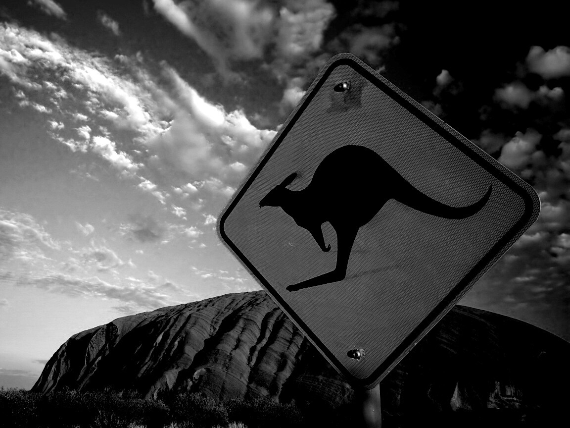 Осторожно, кенгуру! обои