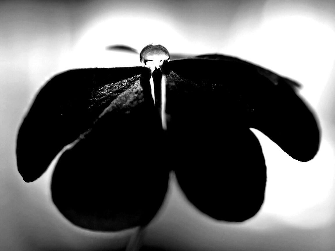 Зеленые листики и капелька воды обои