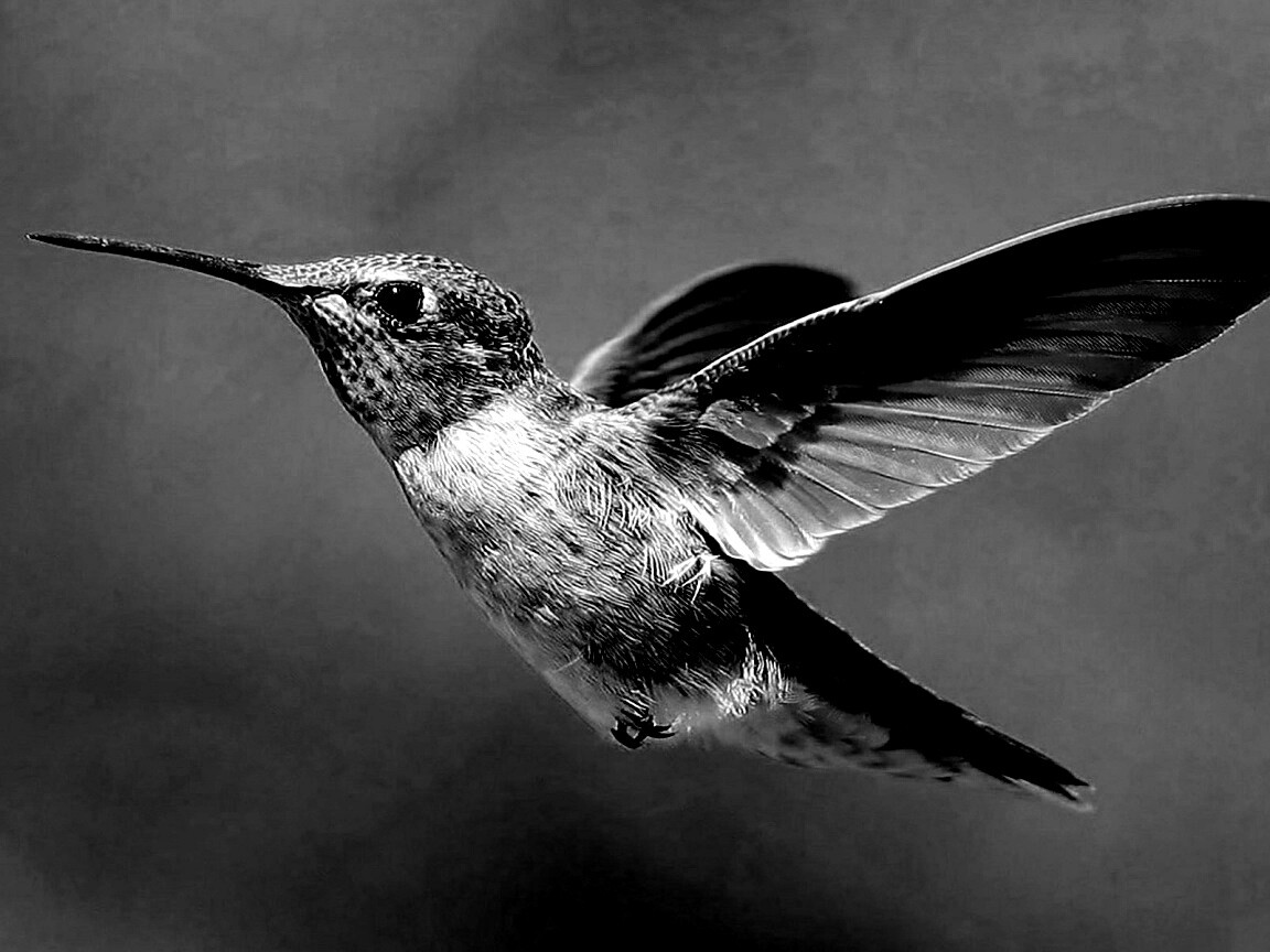 Колибри в полёте обои