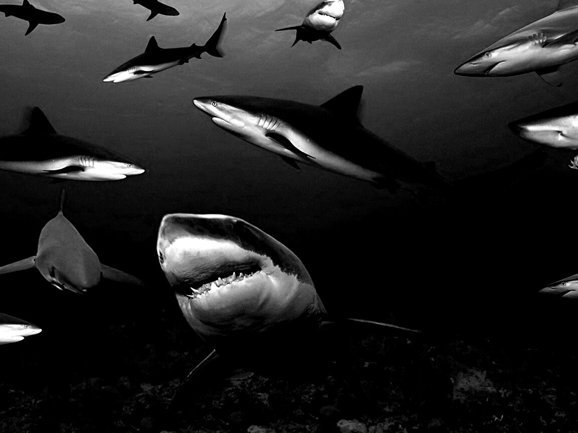 Стая акул обои