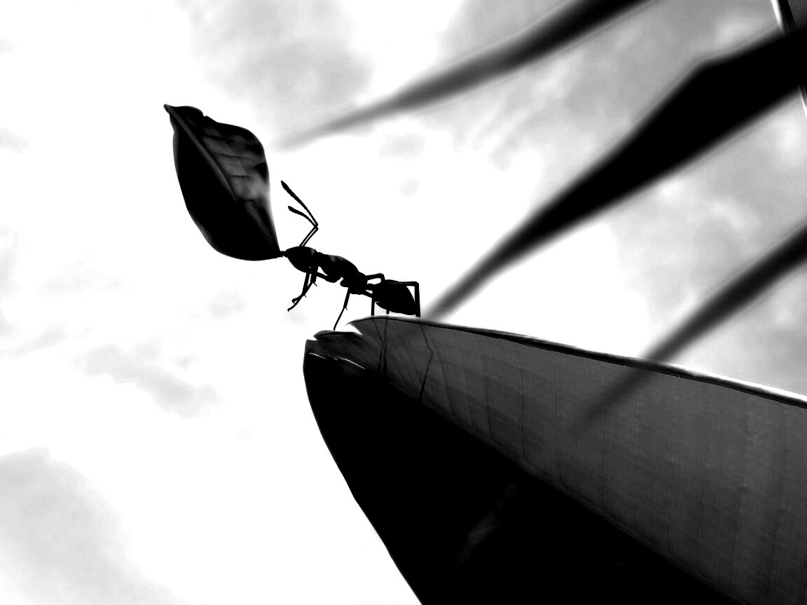 Муравей тащит лист обои