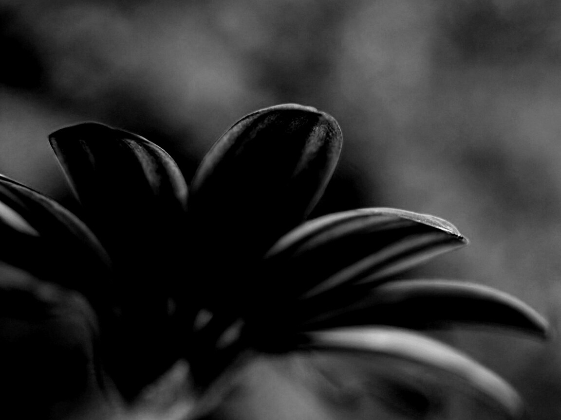 Макро фото цветка обои