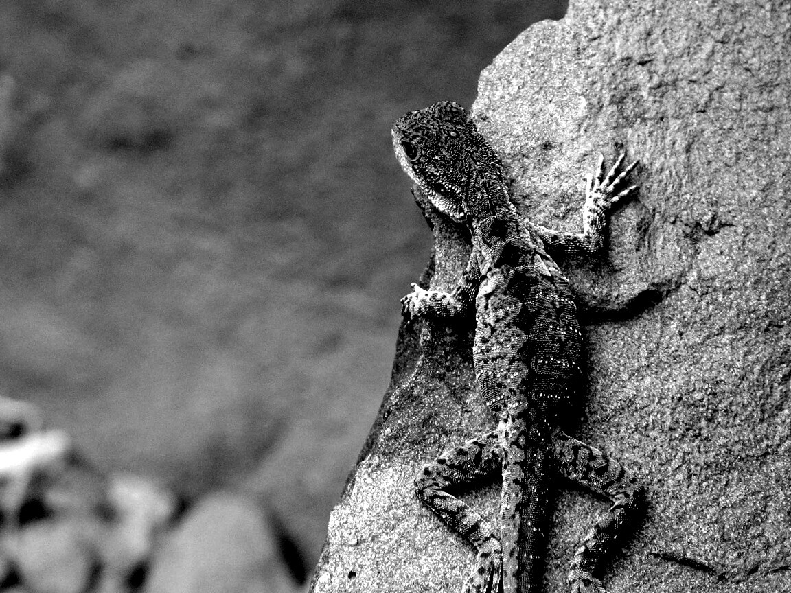 Ящерица на камне обои