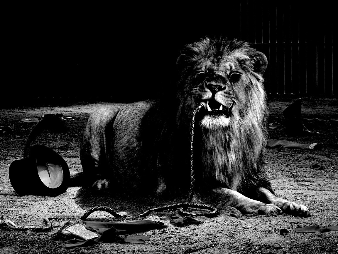 Лев обои