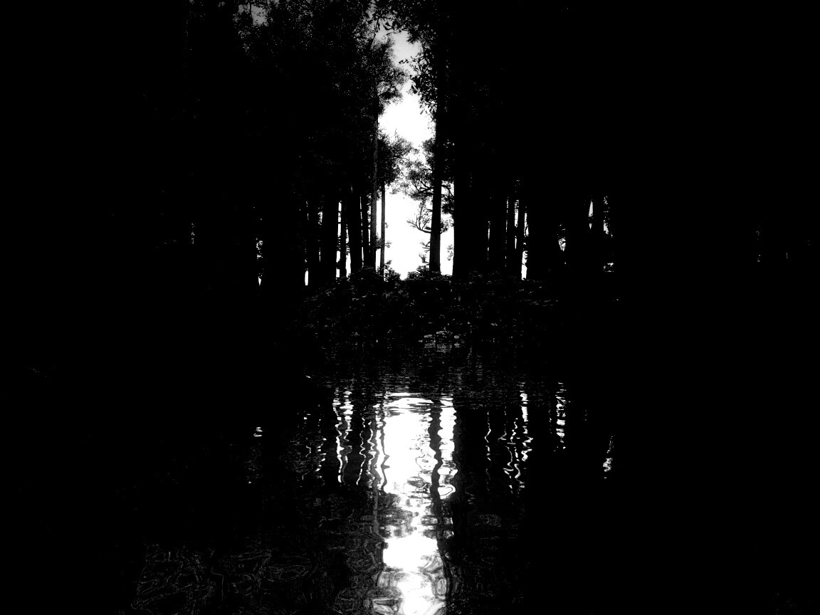 Болото в лесу обои