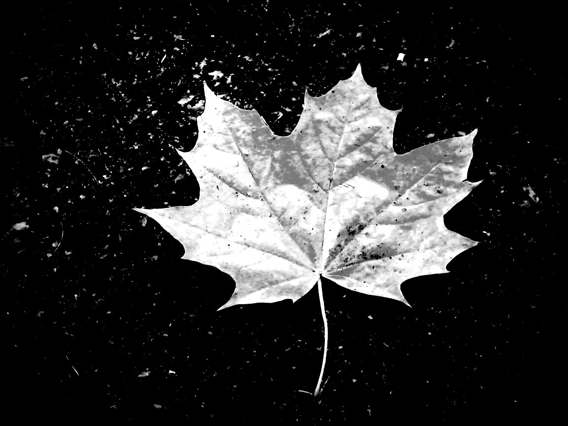 Желтый лист обои