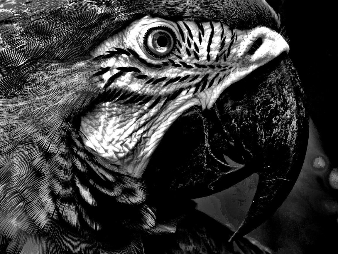 Попугай обои