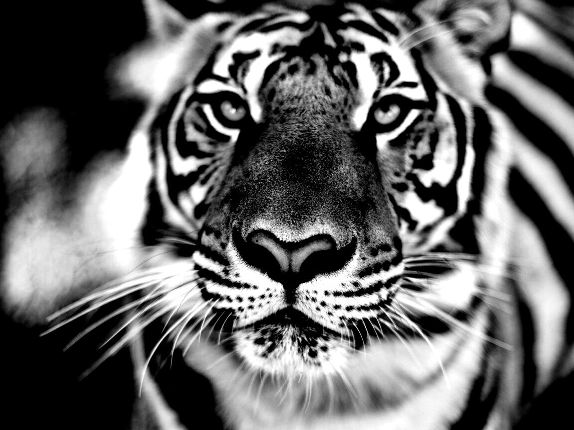 Красавец тигр обои