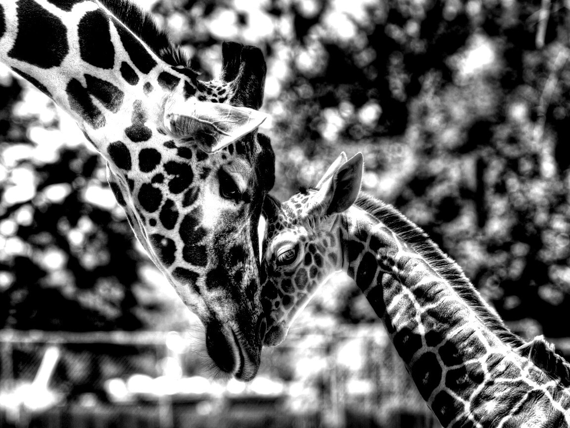 Жирафа и жирафёнок обои