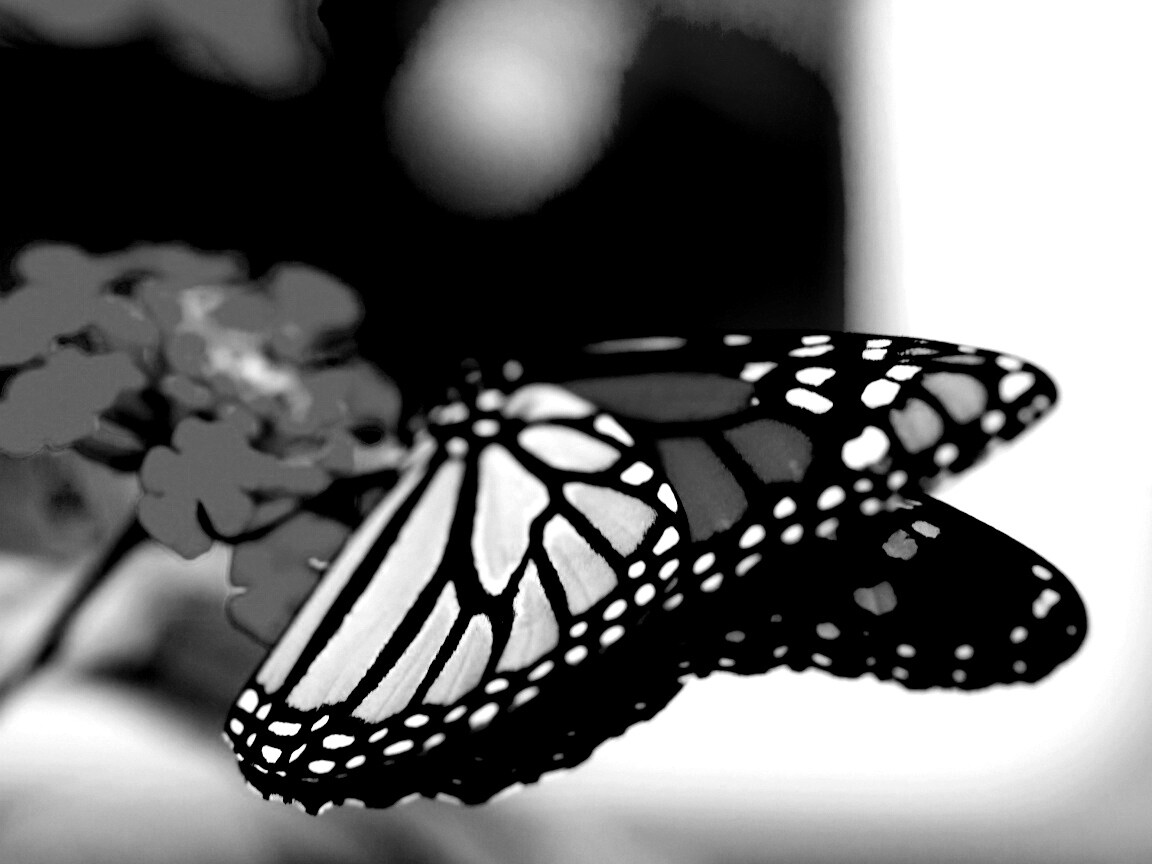 Бабочка на цветке в макро обои