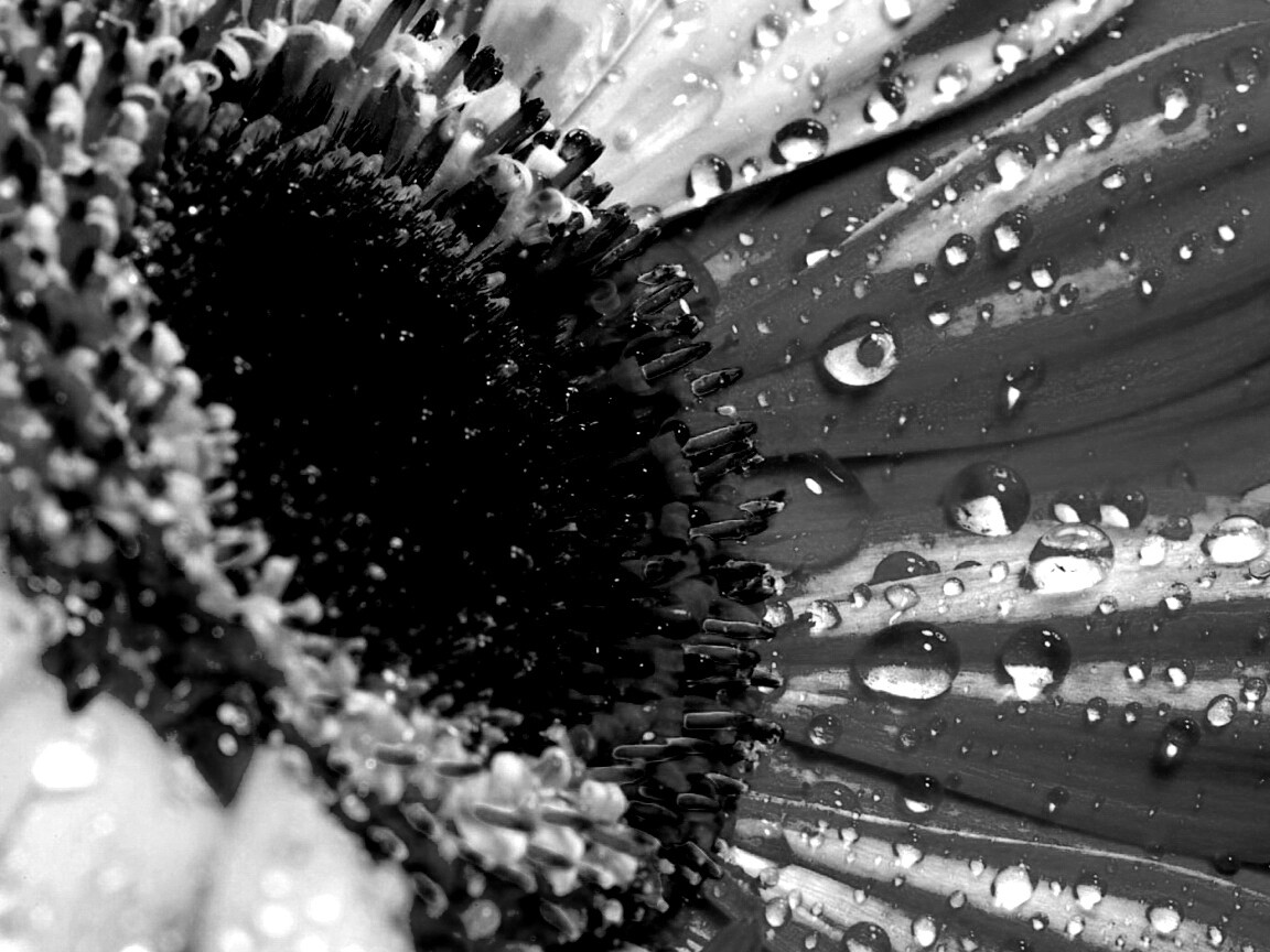 Цветик семицветик обои