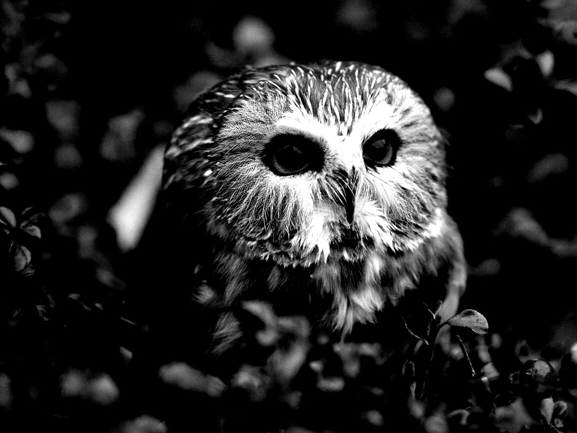 Маленькая сова в ягодах обои
