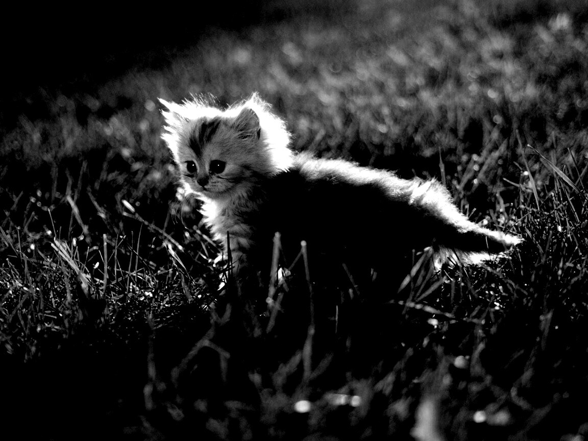 Котёнок в траве обои