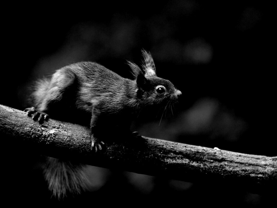 Белочка на ветке обои