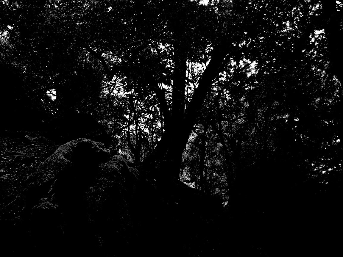 Чаща мшистого леса обои