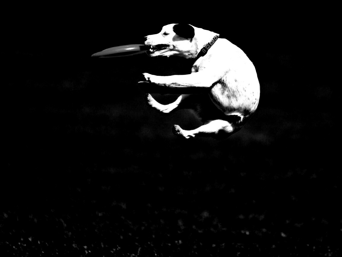 Ловкач обои