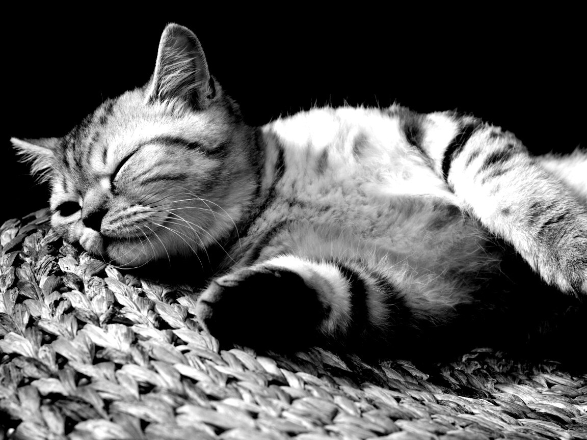 Пушистый кот спит на корзине обои